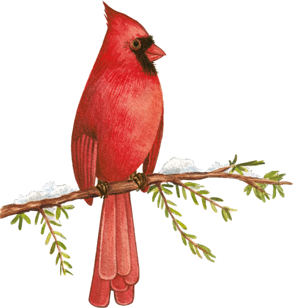 Red cardinal